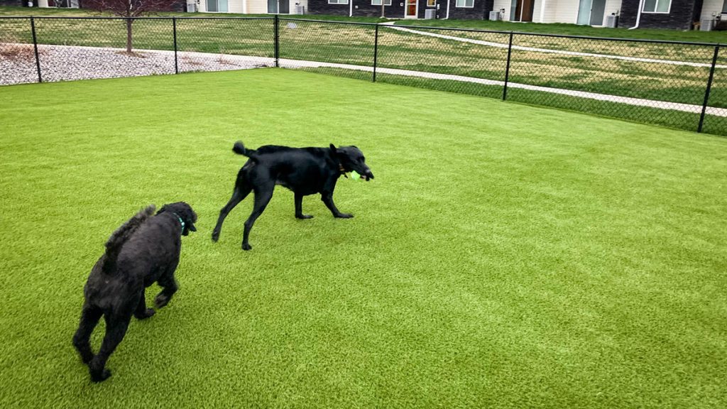 Two canine residents enjoying playtime on Greystone Apartments' new artificial turf.