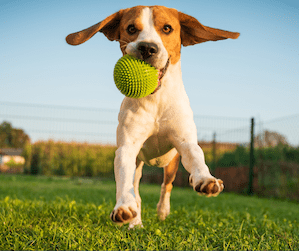 DOG-PARK - The American Playground Company