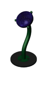 Green-Calypso-Small