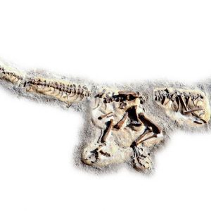 Allosaurus Dig
