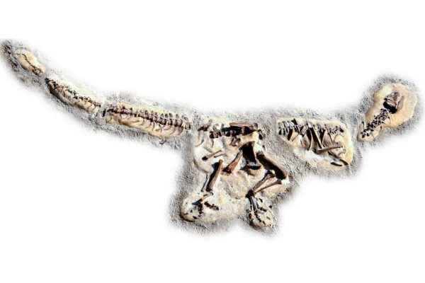Allosaurus Dig