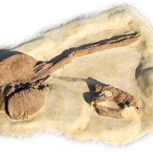 Ankylosaurus Dig