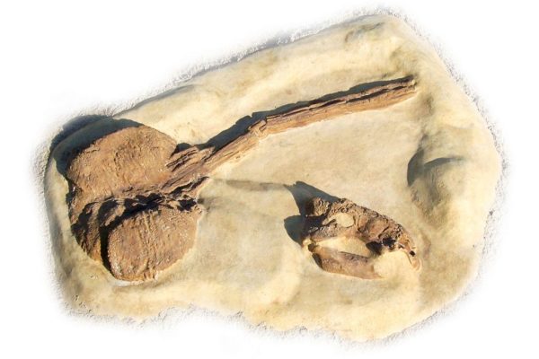 Ankylosaurus Dig