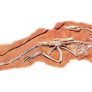 Coelophysis Dig