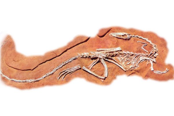 Coelophysis Dig
