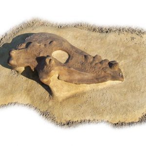 Pachycephalosaurus Dig