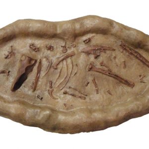 Saurornitholestes dig