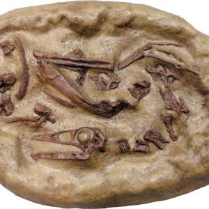 Struthiomimus Dig