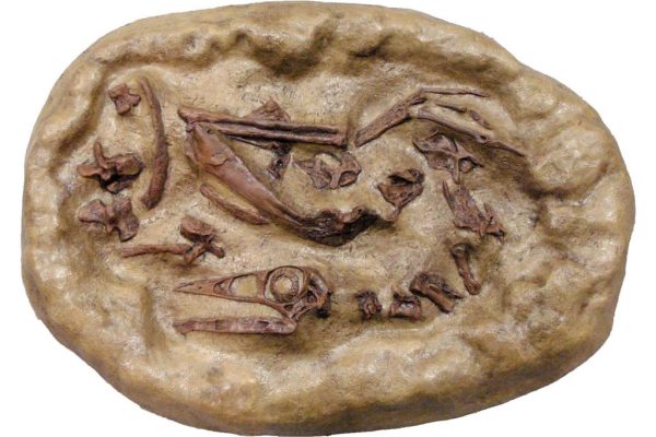 Struthiomimus Dig