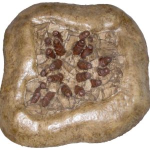 Troodon eggs digs