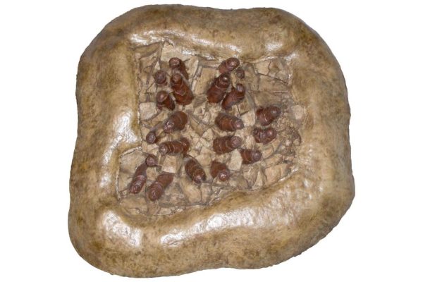 Troodon eggs digs